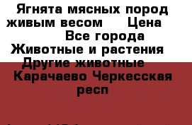 Ягнята мясных пород живым весом.  › Цена ­ 125 - Все города Животные и растения » Другие животные   . Карачаево-Черкесская респ.